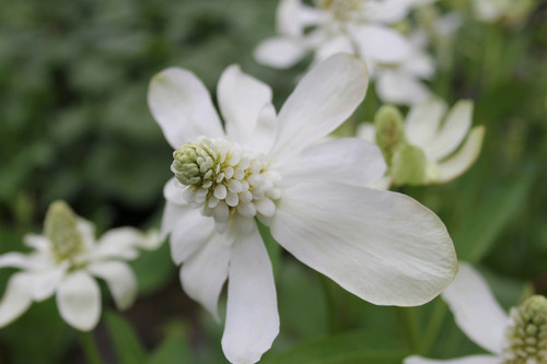 Anemopsis Californicum Apache Beads 3 Ltr