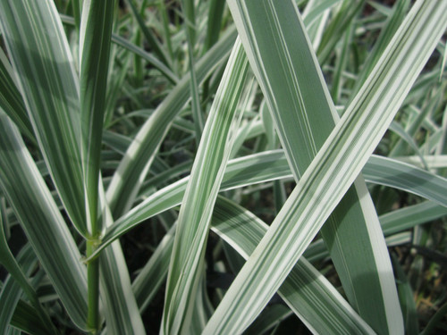 Arundo Donax Variegata - Variegated Giant Weed 10 Ltr