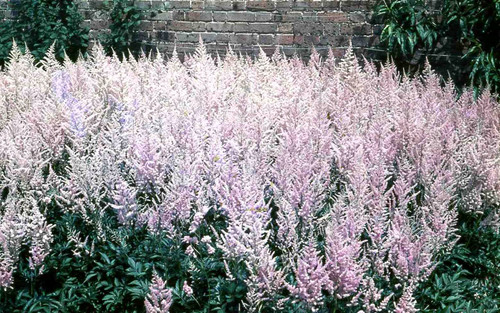 Astilbe False Goats Beard Pink - 1 Ltr - Pack of 3