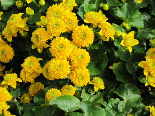 Caltha Palustris Polypetala - Giant Marsh Marigold - 3Ltr