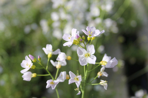 Cardamine Pratensis - Cuckoo Flower 3 Ltr