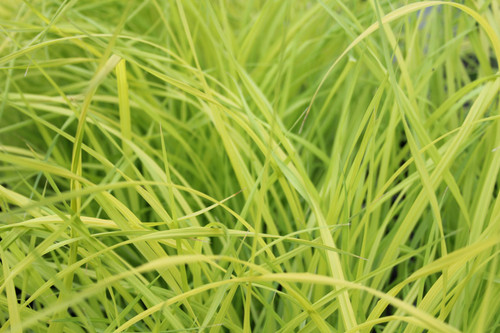 Carex Elata 'Aurea' - Golden Sedge 1 Ltr