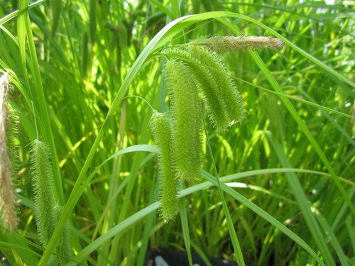Carex Pseudocyperus - Cyperus Sedge 5 Ltr