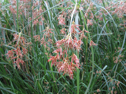 Cyperus Longus - Sweet Gallingale 10 Ltr