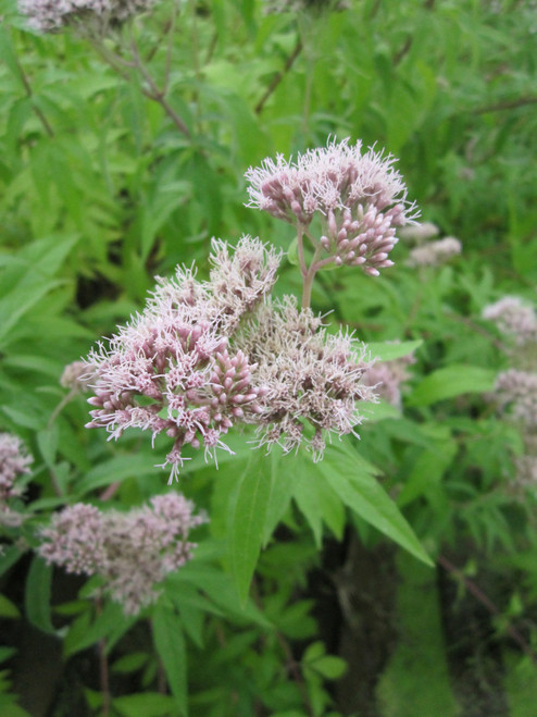 Eupatorium Cannabinum - Hemp Agrimony 5 Ltr