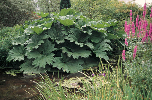 Gunnera Manicata - Chilean Rhubarb 1 Ltr