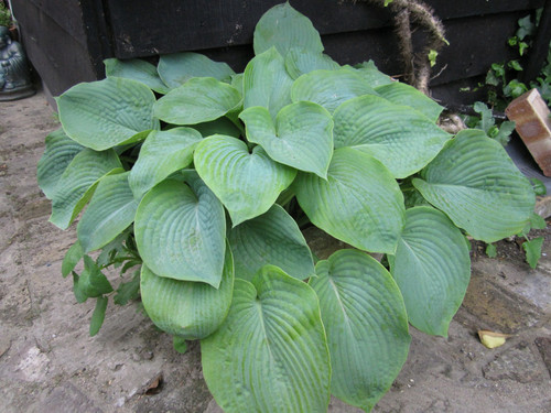 Hosta 'Bressingham Blue' 1 Ltr