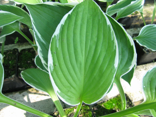 Hosta 'Francee' 1 Ltr
