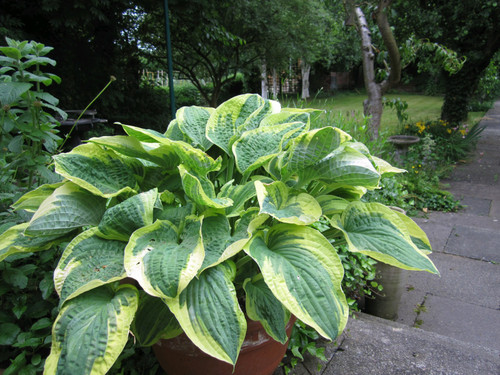 Hosta 'Wide Brim' 1 Ltr - Pack of 3