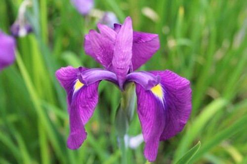 Iris Ensata - Japanese Flag 3 Ltr Iris Ensata - Japanese Flag 3 Ltr
