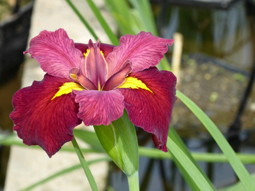 Iris Louisiana 'Ann Chowning' 1 Ltr - Pack of 3