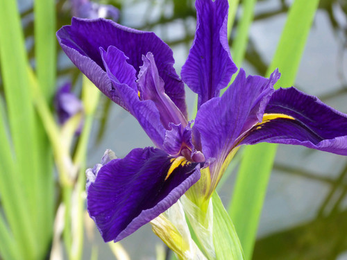 Iris Louisiana 'Marie Gallais' 10 Ltr