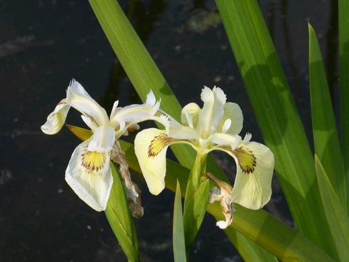Iris Pseudacorus 'Alba' - White Flag Iris 3 Ltr