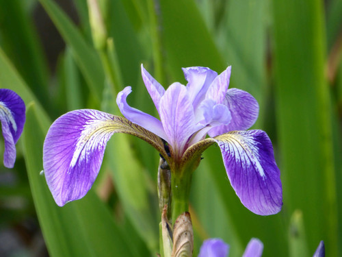 Iris Versicolor - Blue Flag 5 Ltr