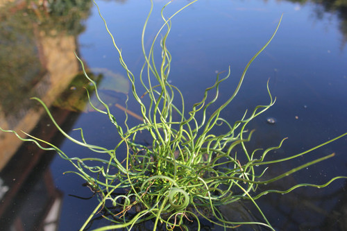 Juncus Effusus Spiralis 5 Ltr
