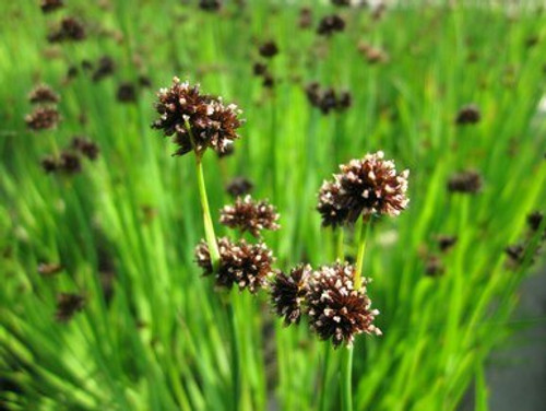 Juncus Ensifolius - Swordleaf Rush 1 Ltr Juncus Ensifolius - Swordleaf Rush 1 Ltr