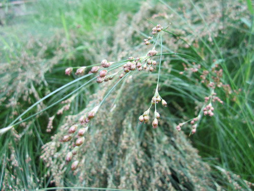 Juncus Maritimus - Sea Rush 3 Ltr