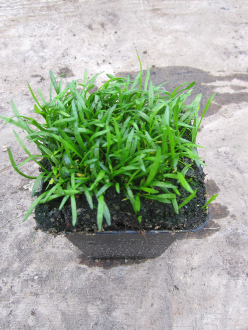 Lilaeopsis Brasilensis - Brazilian Micro Sword - 1 Ltr