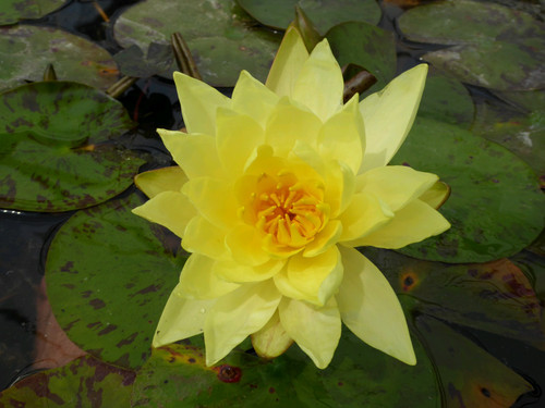 Nymphaea Lemon Mist (Yellow) 3 Ltr