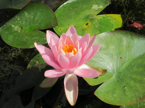 Nymphaea Odorata Firecrest (Pink) 3 Ltr