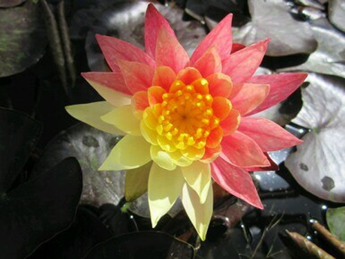 Nymphaea Wanvisa 10 Ltr Premium Nymphaea Wanvisa 10 Ltr Premium