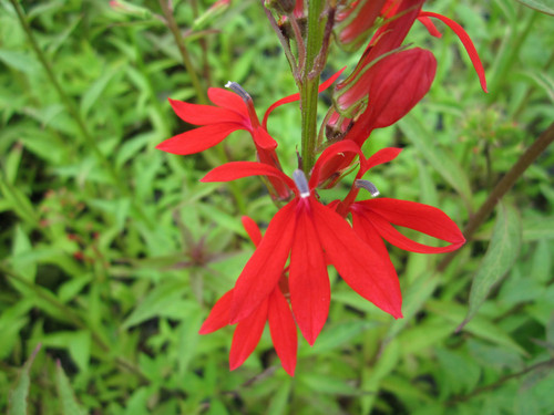 Lobelia Cardinalis - Cardinal Flower 3 Ltr