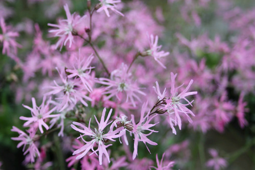 Lychnis Flos-cuculi 'Terry's Pink' 1 Ltr