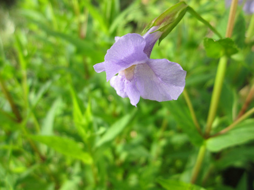Mimulus Ringens - Allegheny Monkeyflower 1 Ltr