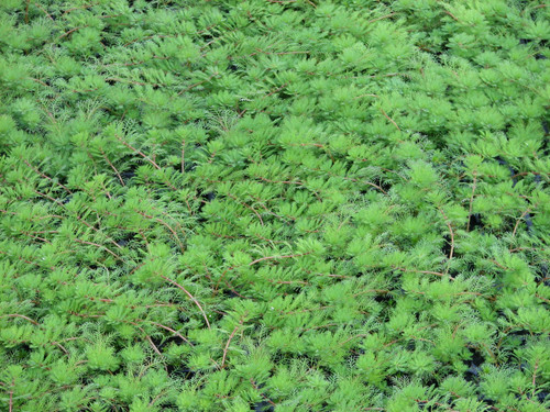 Myriophyllum Brasiliensis Red Stem 2 Ltr