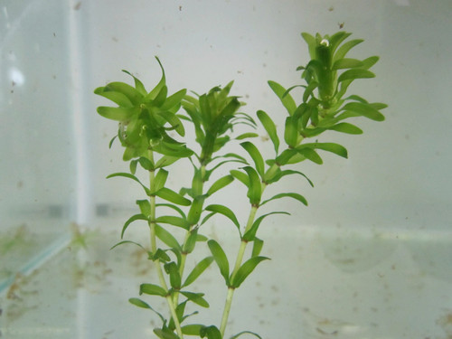 OXY Elodea Canadensis - Canadian Pond Weed Pack Of 5