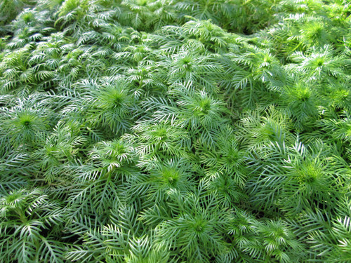 Hottonia Palustris - Water Violet 1 Ltr