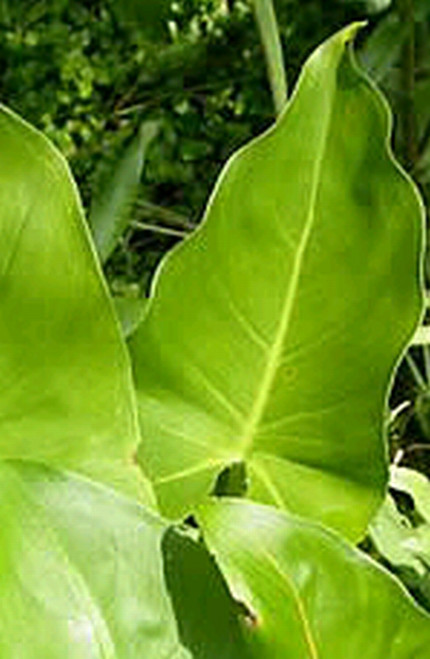 Peltandra Undulata 3 Ltr