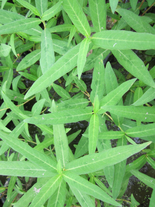 Persicaria Amphibia 'Water Knotweed' 1 Ltr
