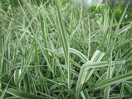 Phalaris Arun Var Picta 'Gardeners Garters' 10 Ltr