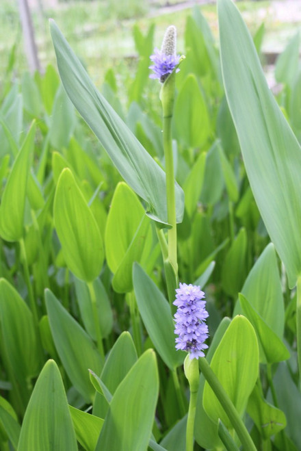 Pontedaria Cordata Lanceolata 3 Ltr