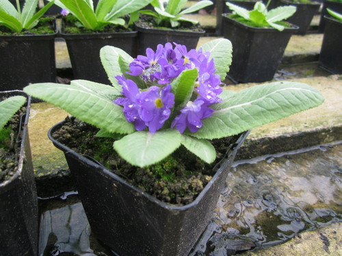 Primula Florindae 'Giant Cowslip' 9cm - Pack of 3