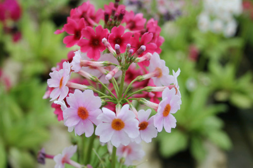 Primula Japonica 'Japanese Primrose' 9cm - Pack of 3
