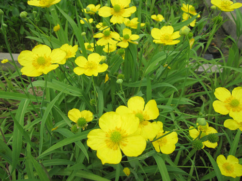 Ranunculus Flammula 'Lesser Spearwort' 1 Ltr