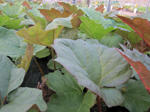 Rheum Palmatum 'Chinese Rhubarb' 3 Ltr