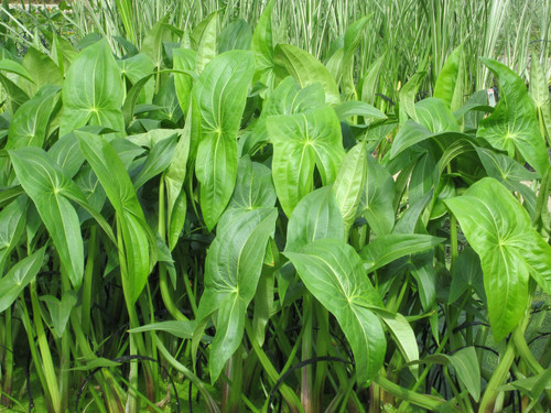 Sagittaria Latifolia 'Broadleaf Arrowhead' 1 Ltr