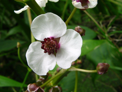 Sagittaria Sagittifolia 'Arrowhead' 3 Ltr