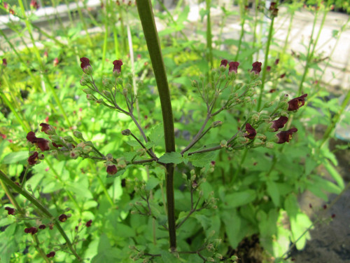 Scrophularia Auriculata 'Water Figwort' 9cm - Pack of 3