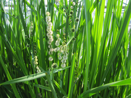 Sparganium Erectum 'Branced Bur Weed' 3 Ltr