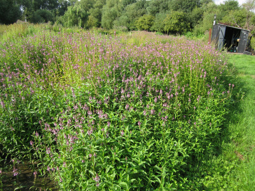 Stachys Palustris 'Marsh Woundwort' 1 Ltr - Pack of 3