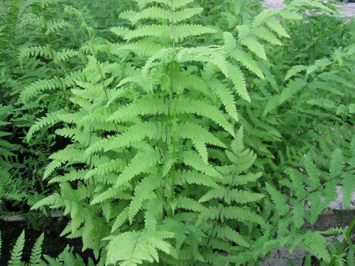 Thelypteris Palustris 'Marsh Fern' 2 Ltr