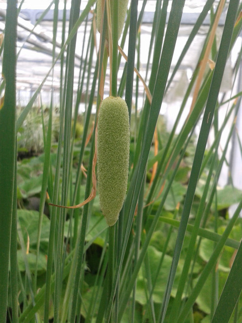 Typha Laxmannii 'Slender Reedmace' 3 Ltr