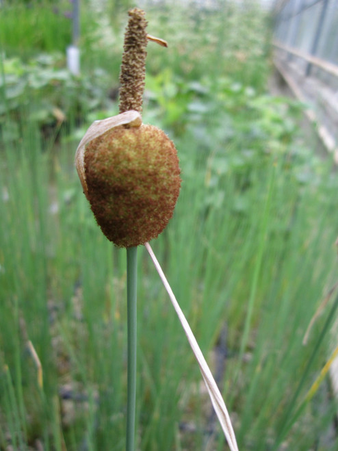 Typha Minima 'Dwarf Bulrush' 1 Ltr