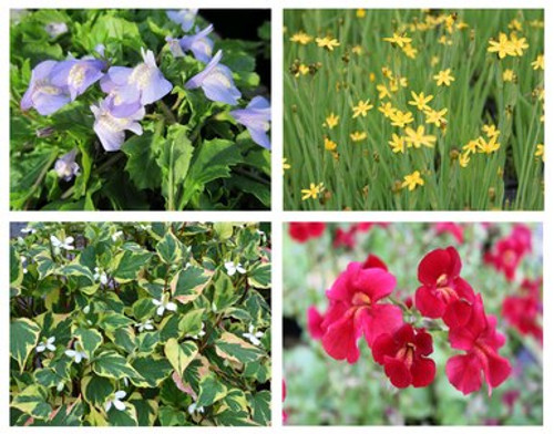 Ornamental Colour Collection 6 x 9 cm Plants Ornamental Colour Collection 6 x 9 cm Plants