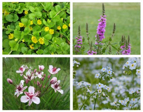 Wildlife Collection 6 x 9 cm Plants Wildlife Collection 6 x 9 cm Plants