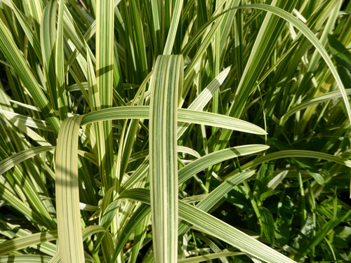 Glyceria Maxima Variegata - Variegated Reed Sweet-grass Glyceria Maxima Variegata - Variegated Reed Sweet-grass